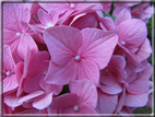 foto Fiori